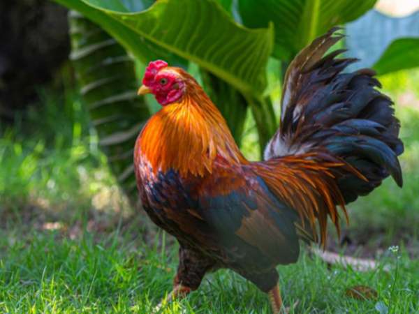 Tổng quan vận trình tuổi Tân Dậu hôm nay