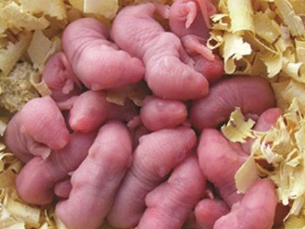 Chuột con số mấy, số gì mang lại vượng khí tốt?