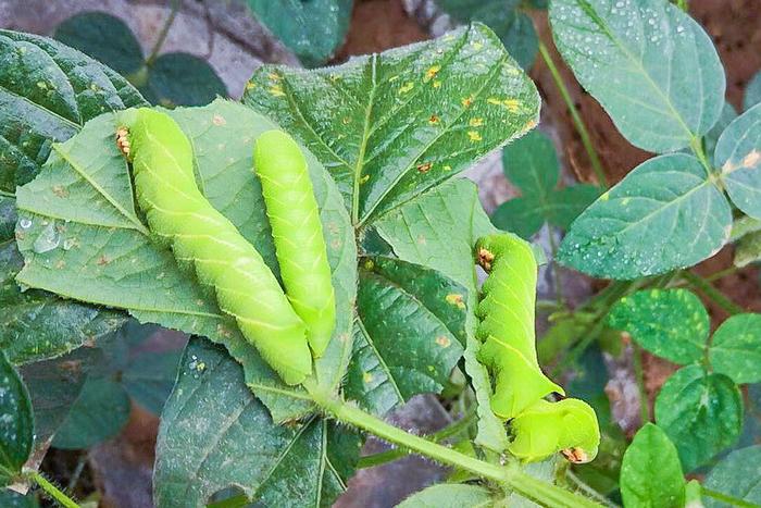 Chiêm nghiệm con sâu số mấy, số gì giúp kích tài lộc?