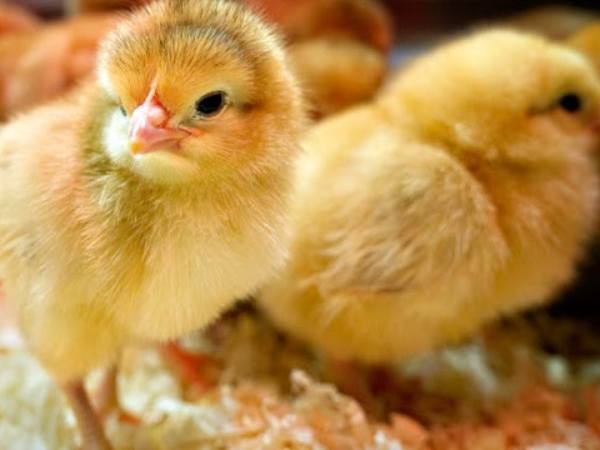 Gà con vào nhà có điềm gì